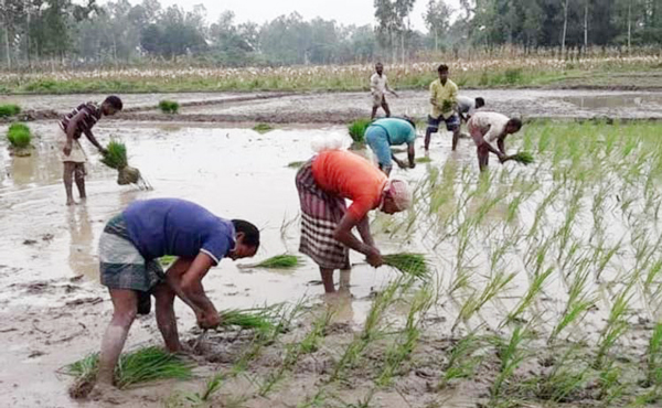 জয়পুরহাটে প্রায় ৭০ হাজার হেক্টর জমিতে আমন চাষের লক্ষ্যমাত্রা নির্ধারণ