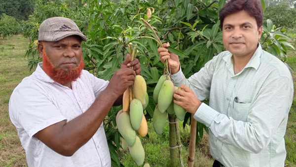 দিনাজপুরের ব্যানানা আম দেশের গণ্ডি পেরিয়ে এবার ইউরোপে