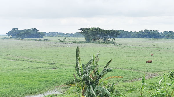 ভোলায় রোপা আমন ও বীজতলার ব্যাপক ক্ষতি