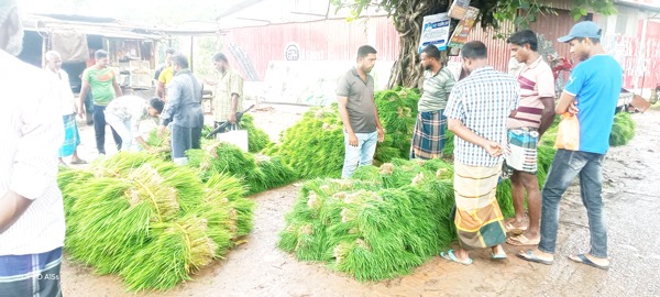 মধুখালীতে হাটে ধানের চারার আমদানি প্রচুর ক্রেতা কম