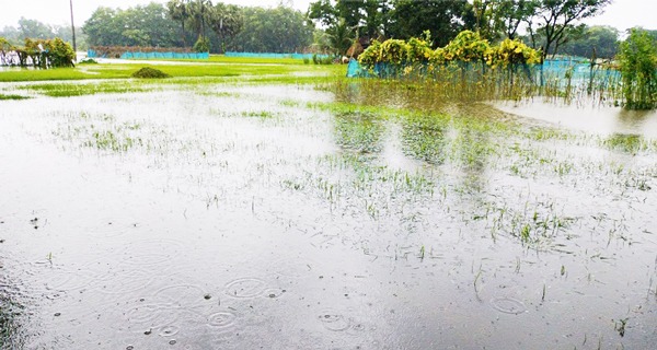 সেনবাগে টানা বর্ষণে আমনের বীজতলা তলিয়ে গেছে বীজতলা স্কুল,কলেজের মাঠ, ভেসে গেছে মাছের প্রজেক্ট