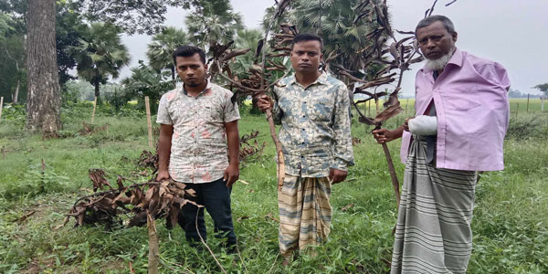 নওগাঁর মহাদেবপুরে গাছের সাথে এ কেমন শত্রুতা!