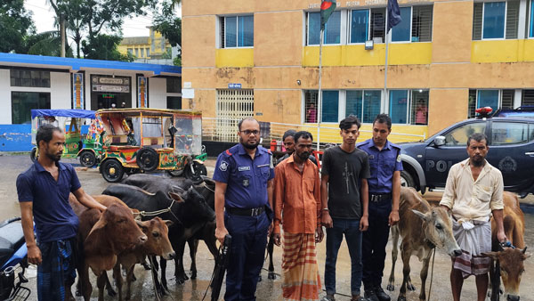 ভোলার ৮টি চোরাই গরু লক্ষীপুর থেকে উদ্ধার জামাল ও পারভেজ নামের ২ চোর গ্রেপ্তার