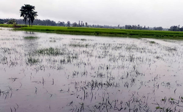 বিরলে ফসলী জমির মাঝে পুকুর খনন করে প্রতিবন্ধকতা সৃষ্টি করে শত শত একর জমির পানি নিষ্কাসন বন্ধের অভিযোগ