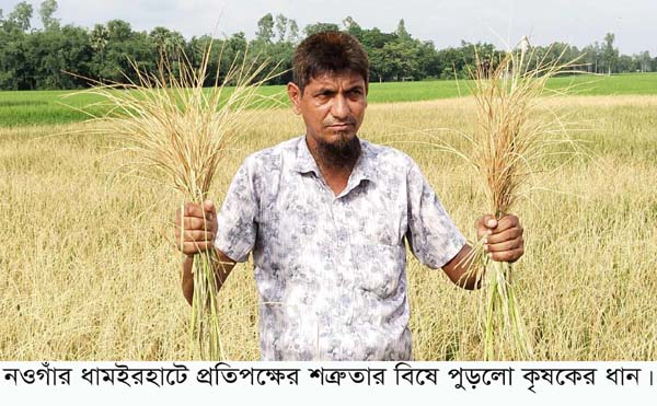 ধামইরহাটের প্রতিপক্ষের রাসায়নিক বিষ প্রয়োগে কৃষকের ধান ক্ষেত নষ্ট