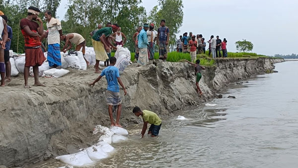 কুড়িগ্রামে ঘর-বাড়ি, ফসলি জমি রক্ষায় সেচ্ছাশ্রমে ভাঙন রোধের চেষ্টা গ্রামবাসীর   