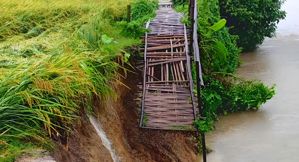 বীরগঞ্জে টানা বর্ষনে বাঁশের সাঁকো ভেঙ্গে দুভোর্গে এলাকাবাসী