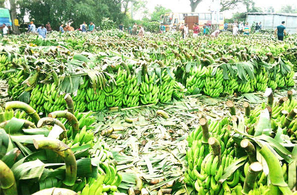  দিনাজপুরের দশমাইলের কলার হাটে জমজমাট ব্যবসা