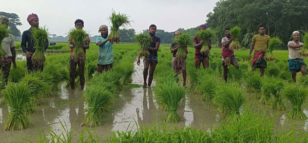 কয়েকদিনের বৃৃষ্টিতে ব্যস্ত আমন চাষিরা