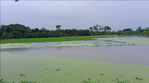 টানা বৃষ্টিতে শার্শার বিভিন্ন এলাকা প্লাবিত, তলিয়ে গেছে আমন ক্ষেত