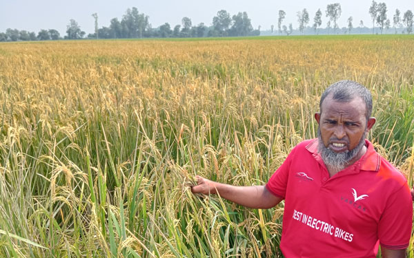 পত্নীতলায় ৬ বিঘা আধাপাকা ধানক্ষেত কীটনাশক স্প্রে ঝলসিয়ে দিয়েছে দুর্বৃত্তরা!