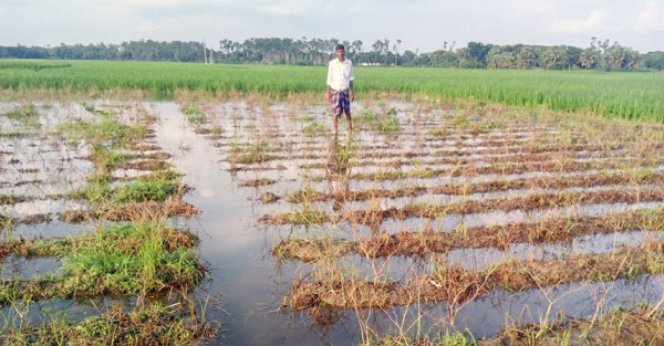 মধুখালীতে টানা বৃষ্টিতে ফসলের ব্যাপক ক্ষতি