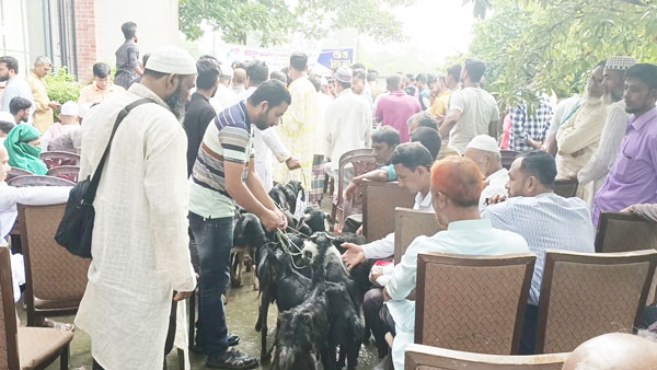 সেনবাগে জয়নুল আবদিন ফারুক ফাউন্ডেশনের যাত্রা শুরু ১৪ ইউপির ৭৭০ কর্মীর মাঝে ছাগল বিতরণ