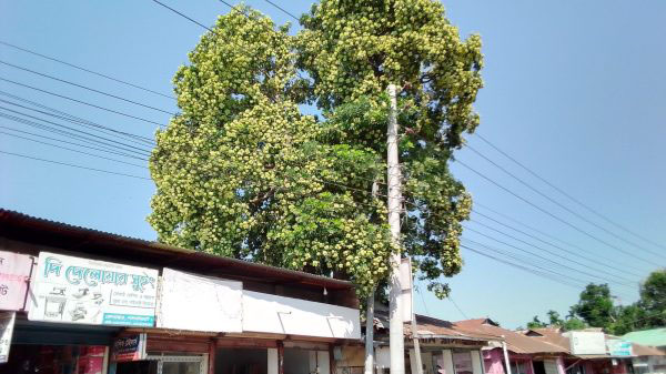 ছাইত্তান ফুলের ঘ্রাণে এখন লালমনিরহাট 