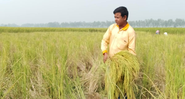 ফুলবাড়ীর দলদলিয়া গ্রামে জমি-জমার বিরোধকে কেন্দ্র করে ধানের গাছ কেটে ফেলেন