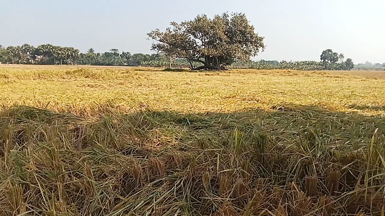 নওগাঁর মহাদেবপুরে পূজা মন্ডপের দেবত্তর সম্পত্তির ধান কেটে নিয়ে গেল এলাকার প্রভাবশালীরা; থানায় মামলা