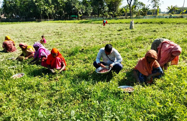 ডোমারে আগাম আলু উঠতে শুরু করলেও স্থানীয় বাজারে মিলছে না সেই  আলু ,