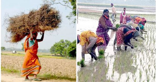 বাঘায় কর্মজীবী নারীরা বেশিরভাগ কৃষিকাজে