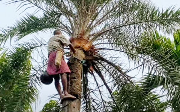 বাঘায় শুরু হয়েছে খেজুরের রস ও গুড় সংগ্রহের উৎসব