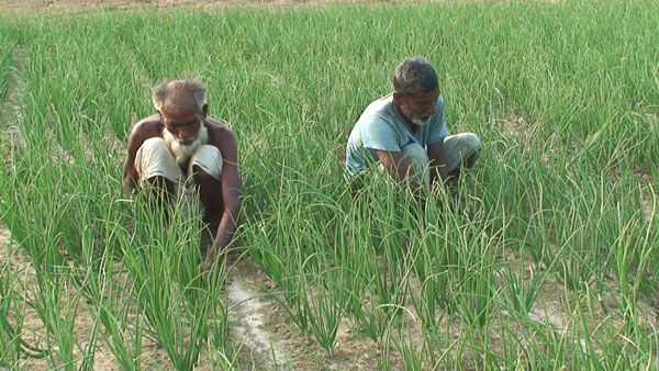 গোবিন্দগঞ্জে বেড়েছে মুড়িকাটা পেঁয়াজের চাষ