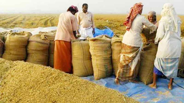 সিরাজগঞ্জে  সংগ্রহ অভিযানে চালে সাড়া পাওয়া গেলেও ধান দিতে আগ্রহ নেই কৃষকের