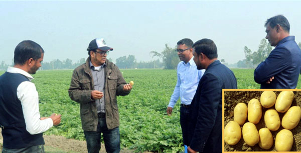 বীরগঞ্জে আলু চাষে এসিআই এর ভ্যালেন্সিয়া কৃষি মাঠ পরিদর্শন