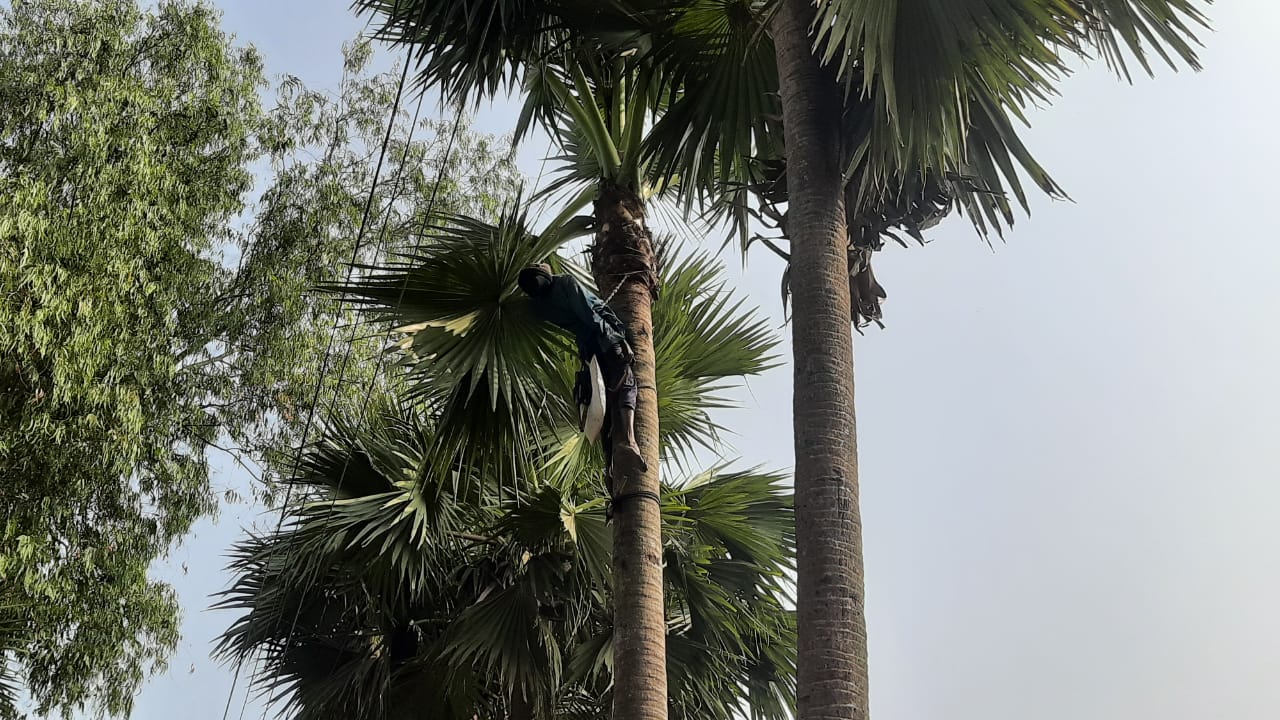 আদমদীঘিতে তালগাছের ডাল কাটতে গিয়ে গাছির মৃত্যু।।