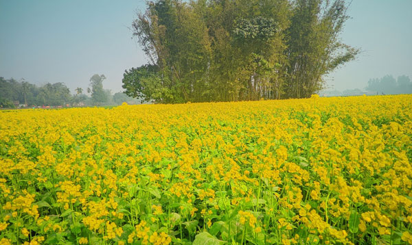 বীরগঞ্জে মাঠজুড়ে শোভা ছড়াচ্ছে সরিষা ফুল