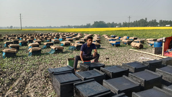 সিরাজগঞ্জের চলনবিলে সরিষা ও  মধু উৎপাদনে নতুন সম্ভাবনার দ্বার উন্মোচিত হয়েছে