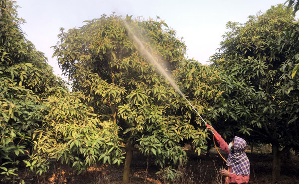 সাপাহারে উঁকি দিচ্ছে আমের মুকুল পরিচর্যায় ব্যস্ত আমচাষিরা।