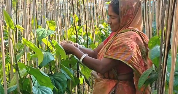 পটুয়াখালীতে প্রায় তিন শতাধিক পান চাষী স্বাবলম্বী