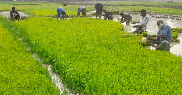 ঘোড়াঘাটে কৃষক ইরি-বোরো চাষে ব্যস্ত