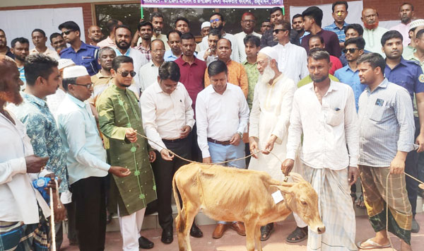 ভোলার-তজুমদ্দিনে জেলে ও অজেলে মাঝে নিন্মমানের গরু বিতরনের অভিযোগ