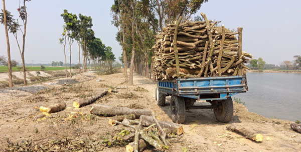 বিরলের কড়াই বিল পাড়ের গাছ কাটা নিয়ে থানায় মামলা\ কর্তনকৃত গাছ জব্দ