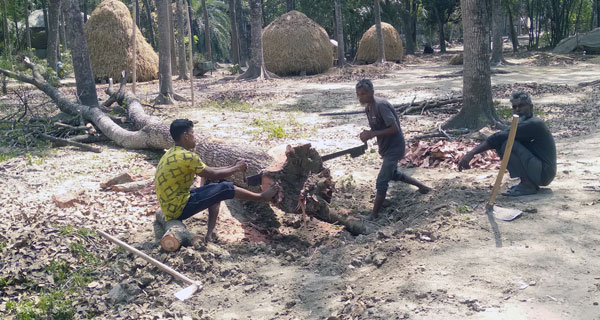 মধুখালীতে গ্রামীন সড়কের সরকারী গাছ কর্তণ