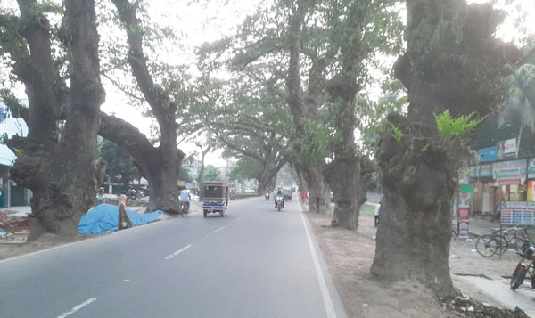 যশোর-বেনাপোল মহাসড়কের দু’ধারে লাগানো শতবর্ষী সেই মরা, ঝুঁকিপূর্ণ গাছ ও গাছের ডালগুলো অবশেষে জরুরিভাবে অপসারণ করার নির্দেশনা যশোর-বেনাপোল মহাসড়কের দু’ধারে লাগানো শতবর্ষী সেই মরা, ঝুঁকিপূর্ণ গাছ ও গাছের ডালগুলো অবশেষে জরুরিভাবে অপসারণ করার নির্দেশনা
