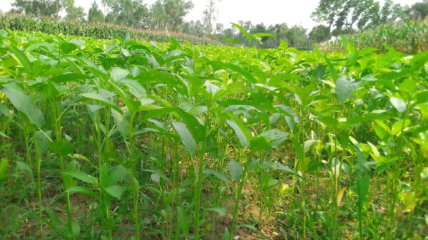 লালমনিরহাটে পাট চাষ পরিচর্যা নিয়ে ব্যাস্ত কৃষকরা লালমনিরহাটে পাট চাষ পরিচর্যা নিয়ে ব্যাস্ত কৃষকরা