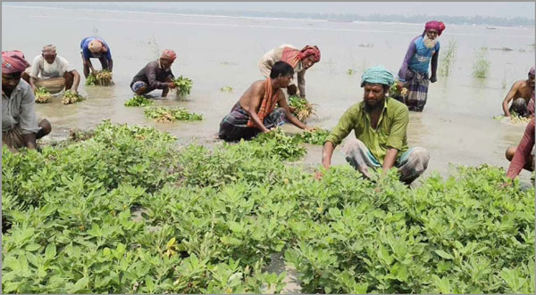 যমুনায় পানি বেড়ে তলিয়ে গেছে চীনা বাদাম যমুনায় পানি বেড়ে তলিয়ে গেছে চীনা বাদাম