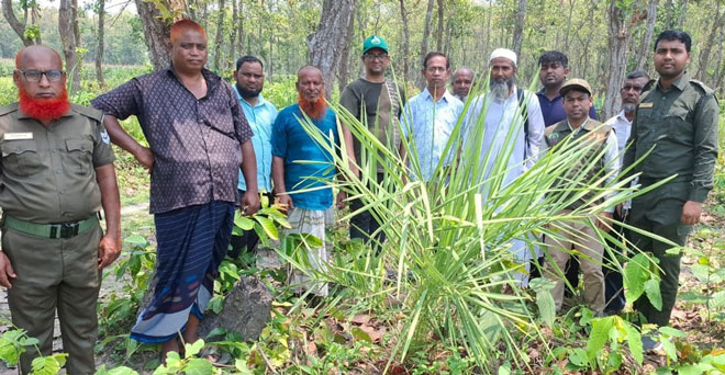 ধর্মপুর ফরেস্ট বিটে দেখা মিলল বাংলাদেশের মহা বিপন্নপ্রায় উদ্ভিদ বন খেজুর গাছ ধর্মপুর ফরেস্ট বিটে দেখা মিলল বাংলাদেশের মহা বিপন্নপ্রায় উদ্ভিদ বন খেজুর গাছ