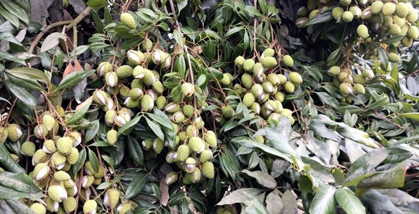 লিচুতে শেষ পেরেক\ বিরলে টানা তাপদাহের পর ঝড়বৃষ্টি লিচুতে শেষ পেরেক\ বিরলে টানা তাপদাহের পর ঝড়বৃষ্টি