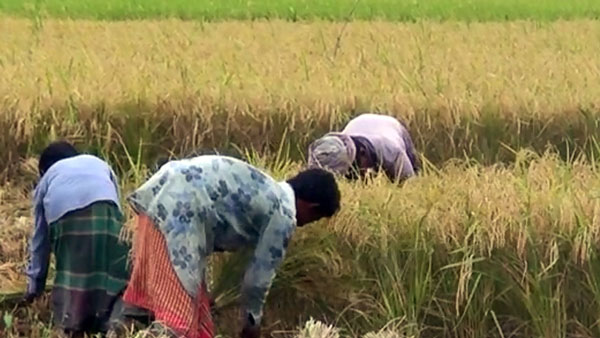 গাইবান্ধা গোবিন্দগঞ্জে বোরোর ধানের ভালো ফলনের আশাবাদী কৃষক \ শুরু হয়েছে আগাম জাতের ধান কাটা মাড়াইয়ের কাজ গাইবান্ধা গোবিন্দগঞ্জে বোরোর ধানের ভালো ফলনের আশাবাদী কৃষক \ শুরু হয়েছে আগাম জাতের ধান কাটা মাড়াইয়ের কাজ