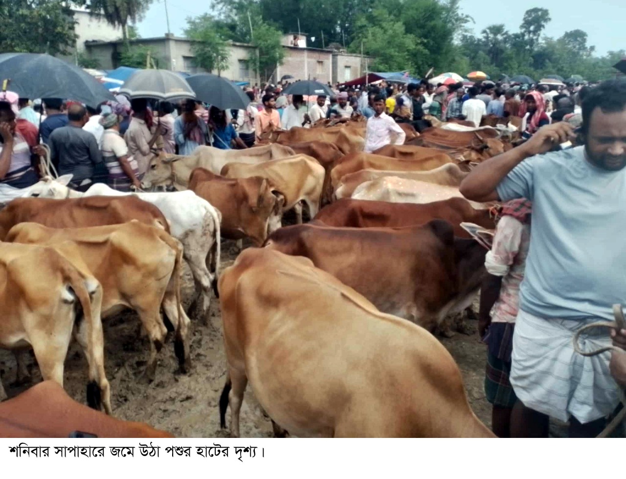 কোরবানির ঈদকে সামনে রেখে ক্রেতা-বিক্রেতার ভিড়ে জমজমাট সাপাহারের পশুর হাট।।