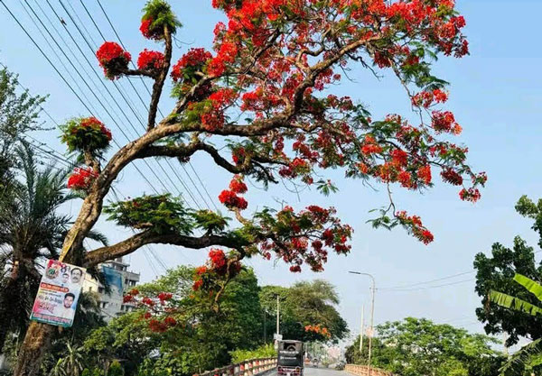 মধুখালীতে কৃষ্ণচূড়ার রঙে সেজেছে সড়ক মধুখালীতে কৃষ্ণচূড়ার রঙে সেজেছে সড়ক
