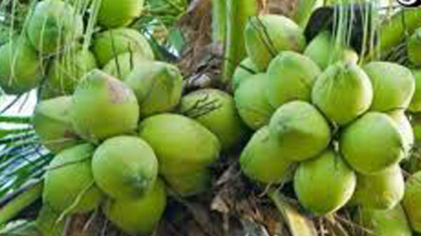 ঘোড়াঘাটে প্রচন্ড তাপদাহে ডাবের দামেও অস্বস্তি ঘোড়াঘাটে প্রচন্ড তাপদাহে ডাবের দামেও অস্বস্তি