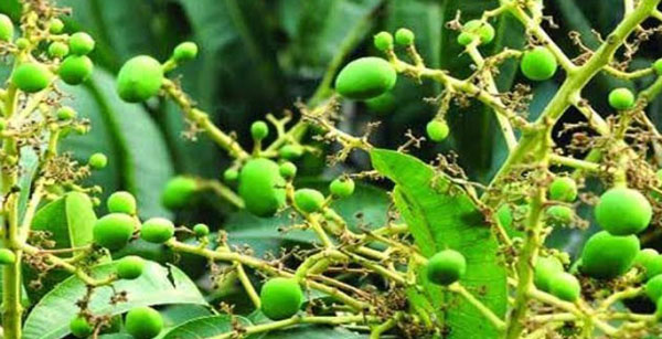ঘোড়াঘাটে আমের গুটিতে দুলছে- চাষীর স্বপ্ন ভরা চোখ ঘোড়াঘাটে আমের গুটিতে দুলছে- চাষীর স্বপ্ন ভরা চোখ