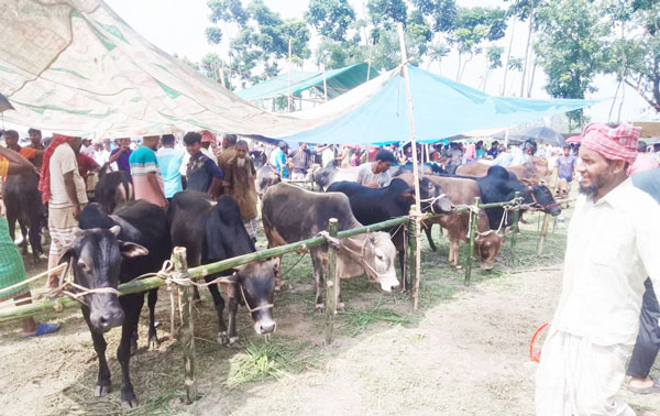 জমে উঠেছে ঐতিহ্যবাহী তারাগঞ্জ কোরবানির পশুর হাট জমে উঠেছে ঐতিহ্যবাহী তারাগঞ্জ কোরবানির পশুর হাট
