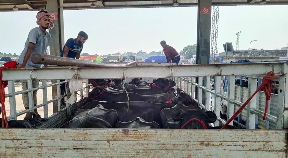 শুল্ক ছাড়াই ভারত থেকে আমদানি করা হলো ৯৫টি মহিষ শুল্ক ছাড়াই ভারত থেকে আমদানি করা হলো ৯৫টি মহিষ